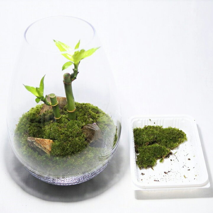 楽天市場 送料無料 観葉植物 おしゃれ ミニ テラリウム キット コケリウム 苔 コケ 苔テラリウム 苔リウム アクアリウム アクアテラリウム 園芸 ハイドロカルチャー ガーデニング グリーン インテリア 緑 苔盆栽 癒し 初心者 パック セット コケリウムキット