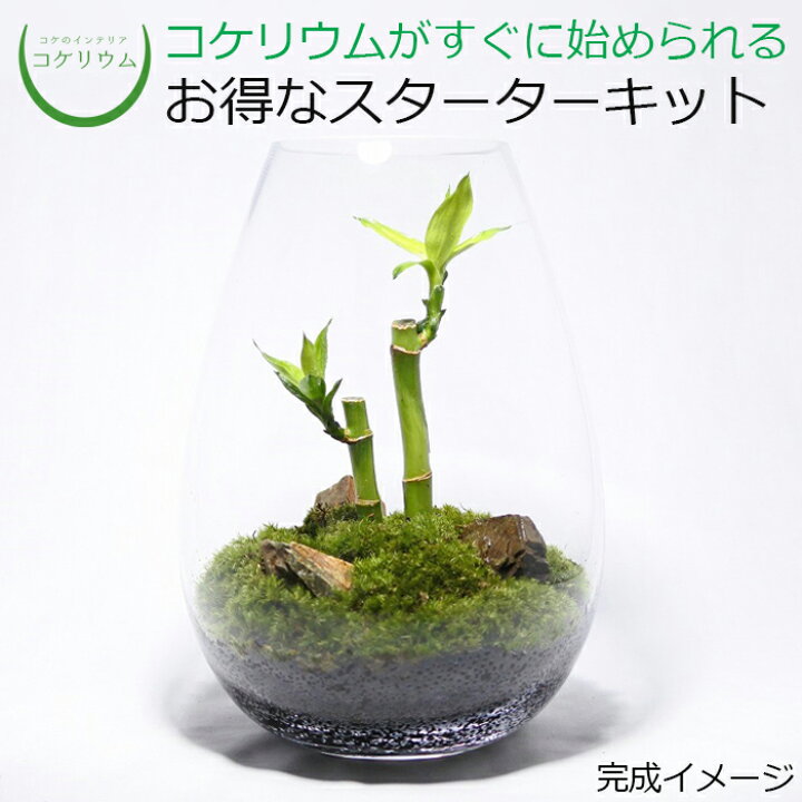 楽天市場 送料無料 観葉植物 おしゃれ ミニ テラリウム キット コケリウム 苔 コケ 苔テラリウム 苔リウム アクアリウム アクアテラリウム 園芸 ハイドロカルチャー ガーデニング グリーン インテリア 緑 苔盆栽 癒し 初心者 パック セット コケリウムキット