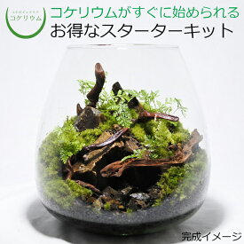 楽天市場 アクア テラリウム キットの通販