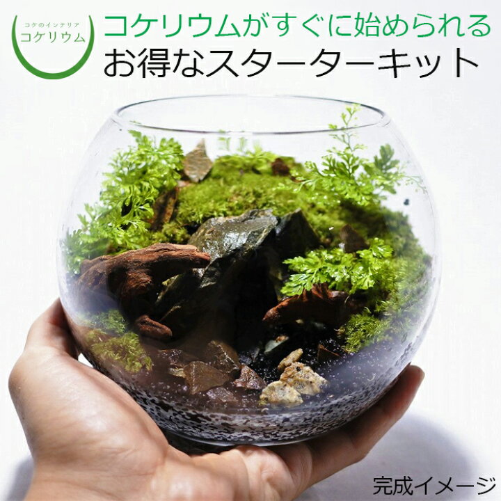 楽天市場 送料無料 観葉植物 おしゃれ ミニ テラリウム キット コケリウム 苔 コケ 苔テラリウム 苔リウム アクアリウム アクアテラリウム 園芸 ハイドロカルチャー ガーデニング グリーン インテリア 緑 苔盆栽 癒し Moss 初心者 パック セット コケリウムキット 森