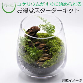 【送料無料 観葉植物 おしゃれ ミニ テラリウム キット コケリウム 苔 コケ 苔テラリウム 苔リウム アクアリウム アクアテラリウム 園芸 ハイドロカルチャー ガーデニング グリーン インテリア 緑 苔盆栽 癒し moss 初心者 パック セット】 コケリウムキット 森の階段