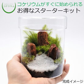 【送料無料 観葉植物 おしゃれ ミニ テラリウム キット コケリウム 苔 コケ 苔テラリウム 苔リウム 園芸 ハイドロカルチャー ガーデニング グリーン インテリア 緑 苔盆栽 癒し 初心者 ギフト プレゼント 誕生日 パック セット】 コケリウムキット シリンダーL(フタ付)