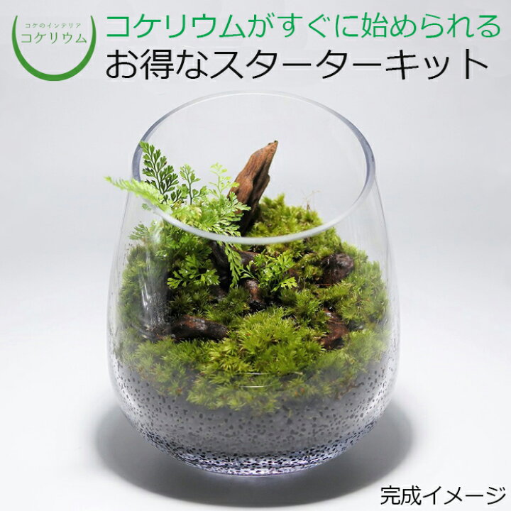 楽天市場 送料無料 観葉植物 おしゃれ ミニ テラリウム キット コケリウム 苔 コケ 苔テラリウム 苔リウム アクアリウム アクアテラリウム 園芸 ハイドロカルチャー ガーデニング グリーン インテリア 緑 苔盆栽 癒し Moss 初心者 パック セット コケリウムキット