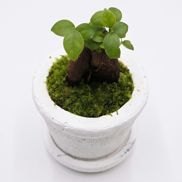 楽天市場】【観葉植物 おしゃれ ミニ テラリウム キット コケリウム 苔 コケ 苔テラリウム 苔リウム 鉢植え 鉢 園芸 ハイドロカルチャー ガーデニング グリーン インテリア 緑 苔盆栽 癒し moss 初心者 パック セット】 コケリウムキット 陶器の鉢植え ガジュマル : コケ ... 楽天市場】【観葉植物 おしゃれ ミニ テラリウム キット コケリウム 苔 コケ 苔テラリウム 苔リウム 鉢植え 鉢 園芸 ハイドロカルチャー ガーデニング グリーン インテリア 緑 苔盆栽 癒し moss 初心者 パック セット】 コケリウムキット 陶器の鉢植え ガジュマル : コケ ...
