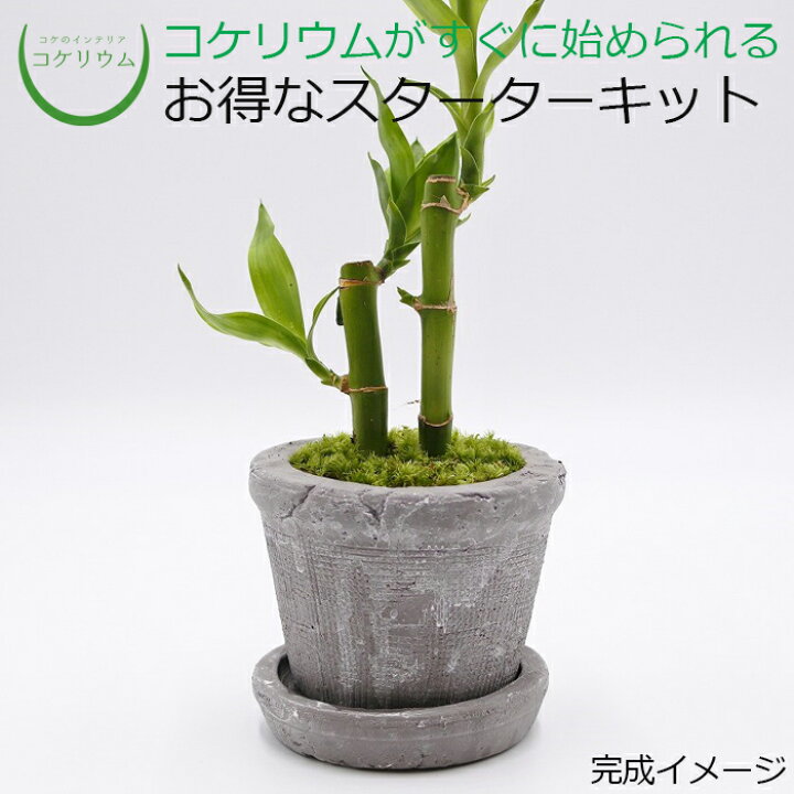 楽天市場 観葉植物 おしゃれ ミニ テラリウム キット コケリウム 苔 コケ 苔テラリウム 苔リウム 鉢植え 鉢 園芸 ハイドロカルチャー ガーデニング グリーン インテリア 緑 苔盆栽 癒し Moss 初心者 パック セット コケリウムキット 陶器の鉢植え ミリオンバンブー