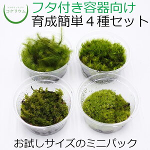 yeE RPE  RP ۃeE ۃE ANAE ANAeE ϗtA | nChJ`[ K[fjO O[ CeA  ۖ~  moss S 