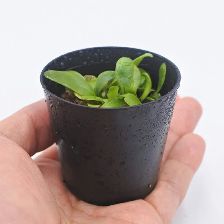 楽天市場 テラリウム コケリウム シダ シダ植物 山野草 苔 コケ 苔テラリウム 苔リウム アクアリウム アクアテラリウム 観葉植物 園芸 ハイドロカルチャー ガーデニング グリーン インテリア 緑 苔盆栽 癒し Moss 初心者 ミクロソリウム グリーンフレーム コケの 楽天市場 テラリウム コケリウム シダ シダ植物 山野草 苔 コケ 苔テラリウム 苔リウム アクアリウム アクアテラリウム 観葉植物 園芸 ハイドロカルチャー ガーデニング グリーン インテリア 緑 苔盆栽 癒し Moss 初心者 ミクロソリウム グリーンフレーム コケの