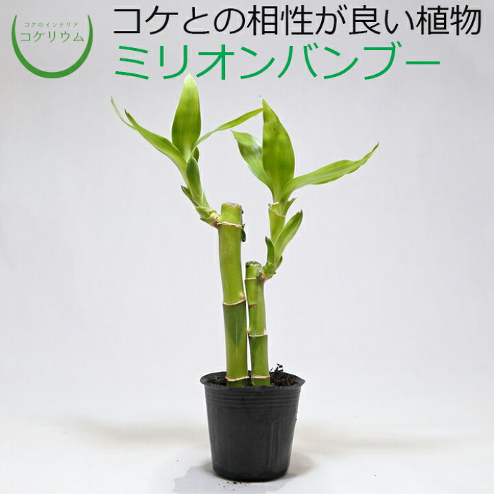 楽天市場 観葉植物 おしゃれ ミニ テラリウム ミニ観葉 コケリウム 苔 コケ 苔テラリウム 苔リウム アクアリウム アクアテラリウム 園芸 ハイドロカルチャー ガーデニング グリーン インテリア 緑 苔盆栽 癒し Moss 初心者 ミリオンバンブー 朴物 コケのインテリア