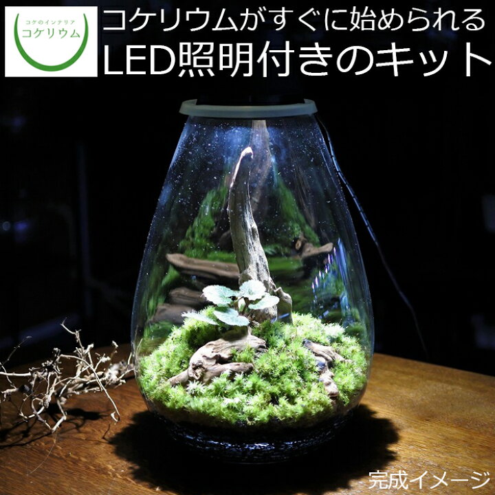 5年保証 シノブゴケ Llサイズ テラリウム コケリウム 苔 コケ 苔テラリウム 苔リウム アクアリウム アクアテラリウム 観葉植物 園芸 苔盆栽