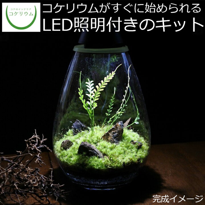楽天市場 送料無料 観葉植物 おしゃれ ミニ テラリウム キット コケリウム 苔 コケ 苔テラリウム 苔リウム アクアリウム アクアテラリウム 園芸 ハイドロカルチャー ガーデニング グリーン インテリア 緑 苔盆栽 癒し 初心者 パック セット Mosslight モスライト