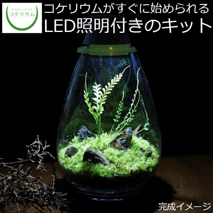 楽天市場 送料無料 観葉植物 おしゃれ ミニ テラリウム キット コケリウム 苔 コケ 苔テラリウム 苔リウム アクアリウム アクアテラリウム 園芸 ハイドロカルチャー ガーデニング グリーン インテリア 緑 苔盆栽 癒し 初心者 パック セット Mosslight モスライト