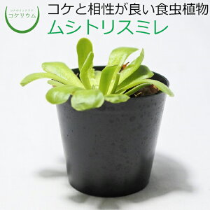 観葉植物 食虫植物 ハイドロカルチャーの人気商品 通販 価格比較 価格 Com