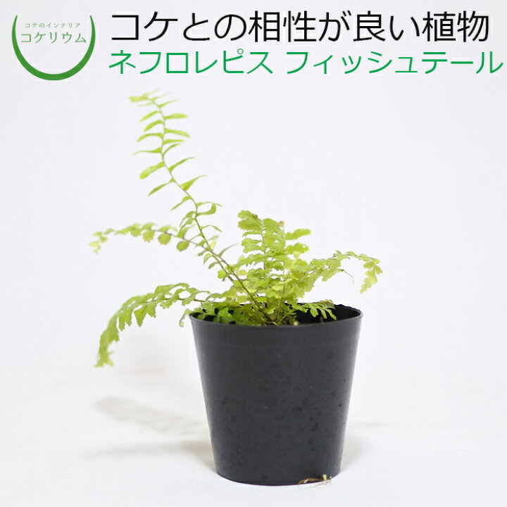 楽天市場 テラリウム コケリウム シダ シダ植物 山野草 苔 コケ 苔テラリウム 苔リウム アクアリウム アクアテラリウム 観葉植物 園芸 ハイドロカルチャー ガーデニング グリーン インテリア 緑 苔盆栽 癒し Moss 初心者 ネフロレピス フィッシュテール コケの 楽天市場 テラリウム コケリウム シダ シダ植物 山野草 苔 コケ 苔テラリウム 苔リウム アクアリウム アクアテラリウム 観葉植物 園芸 ハイドロカルチャー ガーデニング グリーン インテリア 緑 苔盆栽 癒し Moss 初心者 ネフロレピス フィッシュテール コケの