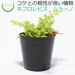 観葉植物 シダ植物の人気商品 通販 価格比較 価格 Com