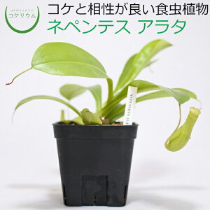 観葉植物 食虫植物 ハイドロカルチャー 観葉植物の人気商品 通販 価格比較 価格 Com