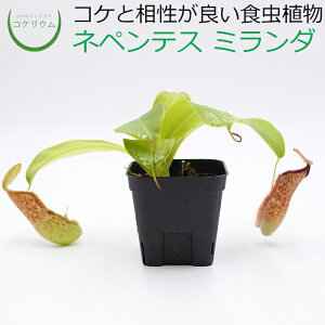 観葉植物 食虫植物 テラリウム 観葉植物の人気商品 通販 価格比較 価格 Com