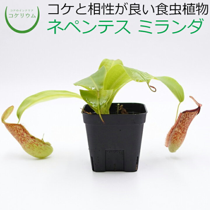 楽天市場 テラリウム コケリウム 食虫植物 苔 コケ 苔テラリウム 苔リウム アクアリウム アクアテラリウム 観葉植物 園芸 ハイドロカルチャー ガーデニング グリーン インテリア 緑 苔盆栽 癒し 初心者 ネペンテス ミランダ ウツボカズラ コケのインテリア