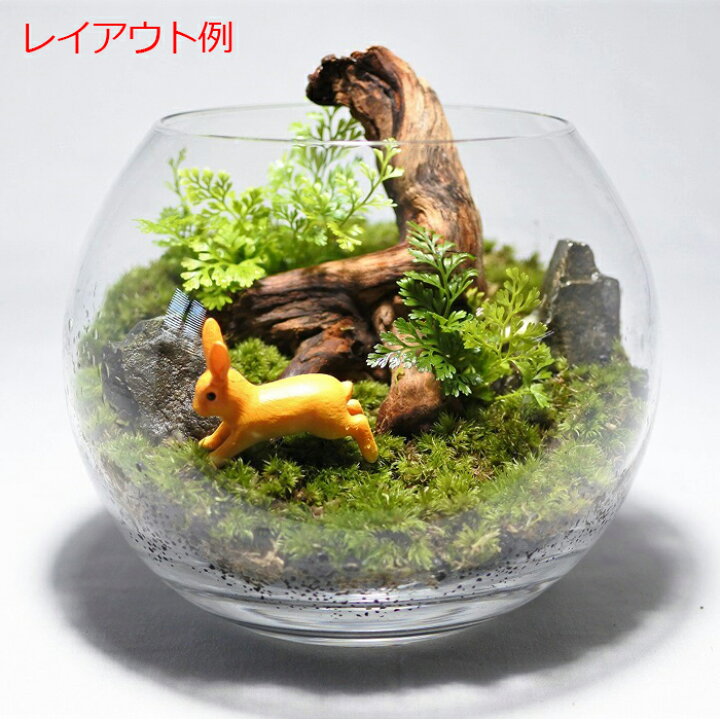 人気アイテム コケ ミニ 形状お任せ 園芸 石 苔テラリウム テラリウム おしゃれ 暗黒石s