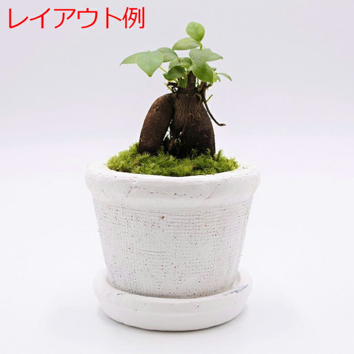 楽天市場 観葉植物 おしゃれ ミニ テラリウム キット コケリウム 苔 コケ 苔テラリウム 苔リウム 鉢植え 鉢 園芸 ハイドロカルチャー ガーデニング グリーン インテリア 緑 苔盆栽 癒し Moss 初心者 パック セット 鉢植え用 レイアウト素材セット ガジュマル コケ