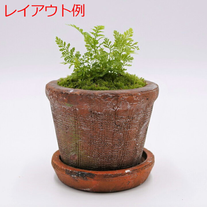楽天市場 テラリウム コケリウム シダ シダ植物 山野草 苔 コケ 苔テラリウム 苔リウム アクアリウム アクアテラリウム 観葉植物 園芸 ハイドロカルチャー ガーデニング グリーン インテリア 緑 苔盆栽 癒し Moss 初心者 シノブ コケのインテリア コケリウム