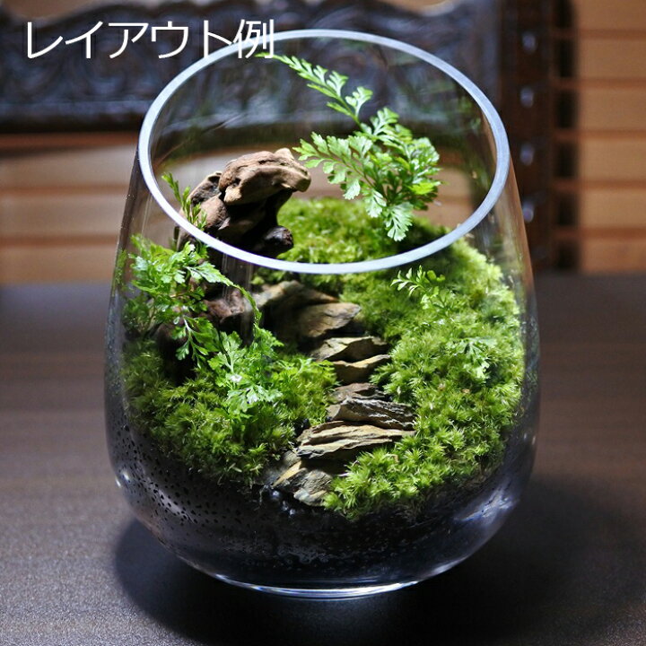 楽天市場 テラリウム コケリウム 苔 コケ 苔テラリウム 苔リウム アクアリウム アクアテラリウム 観葉植物 園芸 ハイドロカルチャー ガーデニング グリーン インテリア 緑 苔盆栽 癒し Moss 天然石 石 レイアウト 山石 階段 レイアウト用 コケのインテリア