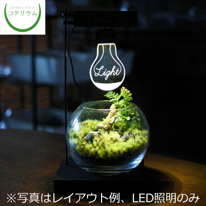 楽天市場 観葉植物 おしゃれ ミニ テラリウム Led 照明 コケリウム 苔 コケ 苔テラリウム 苔リウム アクアリウム アクアテラリウム 園芸 ハイドロカルチャー ガーデニング グリーン インテリア 緑 苔盆栽 癒し Moss 初心者 コケリウムled照明 ルーチェ ザ ライト