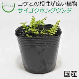 楽天市場 苔リウム 植物の通販
