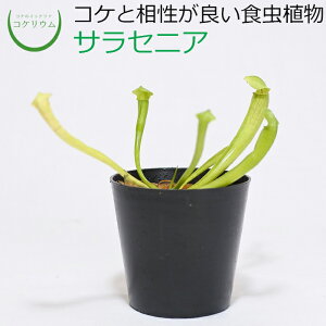 観葉植物 食虫植物 ハイドロカルチャーの人気商品 通販 価格比較 価格 Com
