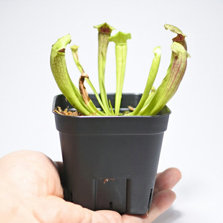 楽天市場 テラリウム コケリウム 食虫植物 苔 コケ 苔テラリウム 苔リウム アクアリウム アクアテラリウム 観葉植物 園芸 ハイドロカルチャー ガーデニング グリーン インテリア 緑 苔盆栽 癒し Moss 初心者 サラセニア レッドアパッチ コケのインテリア コケリウム