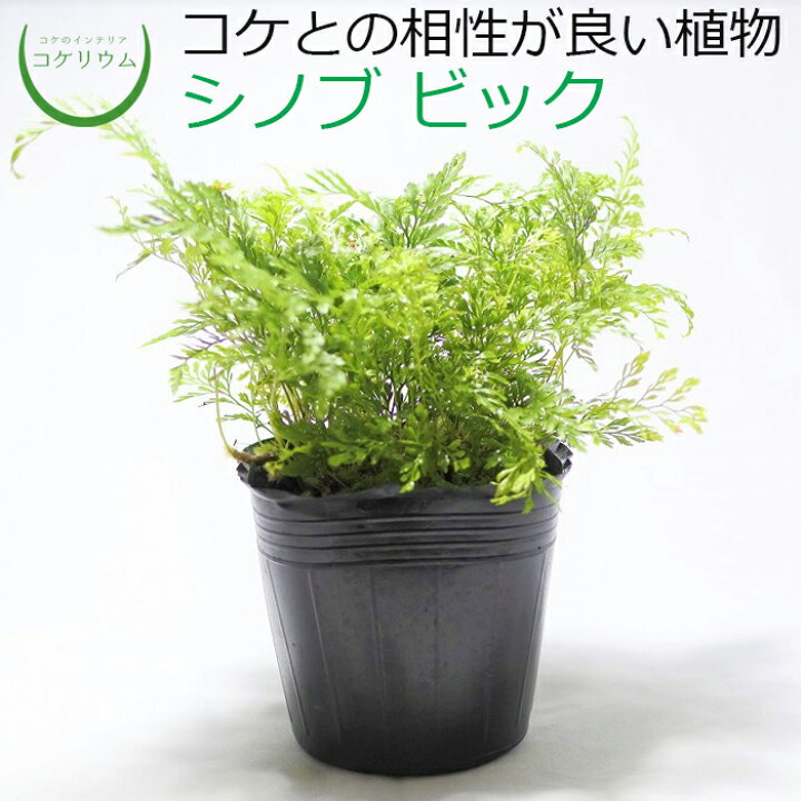 楽天市場 テラリウム コケリウム シダ シダ植物 山野草 苔 コケ 苔テラリウム 苔リウム アクアリウム アクアテラリウム 観葉植物 園芸 ハイドロカルチャー ガーデニング グリーン インテリア 緑 苔盆栽 癒し Moss 初心者 シノブ ビック コケのインテリア コケリウム