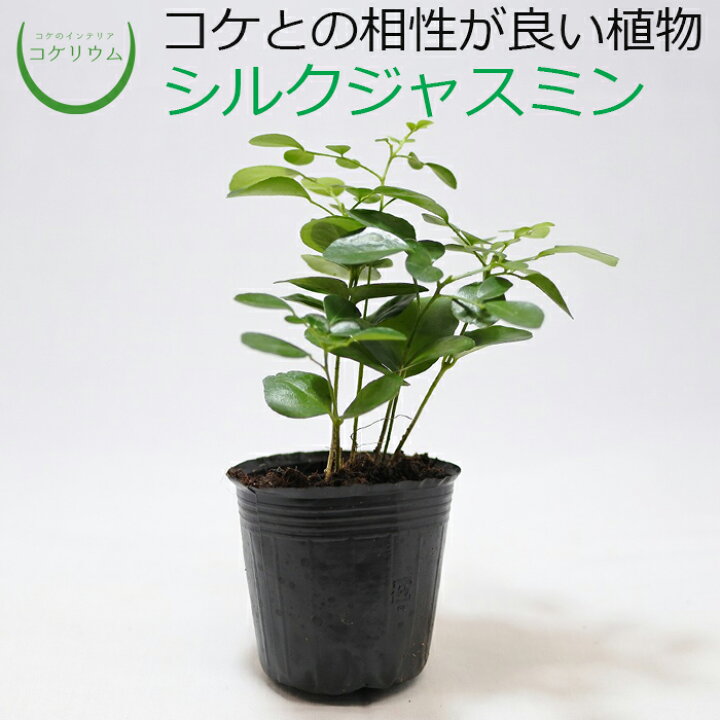 楽天市場 観葉植物 おしゃれ ミニ テラリウム ミニ観葉 コケリウム 苔 コケ 苔テラリウム 苔リウム アクアリウム アクアテラリウム 園芸 ハイドロカルチャー ガーデニング グリーン インテリア 緑 苔盆栽 癒し Moss 初心者 シルクジャスミン コケのインテリア