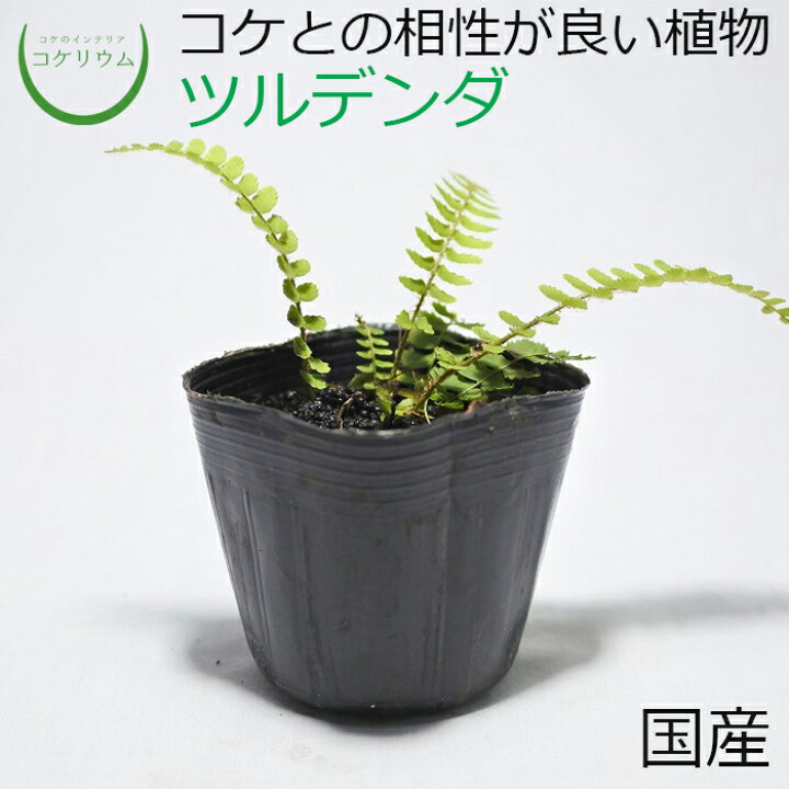 楽天市場 テラリウム コケリウム シダ シダ植物 山野草 苔 コケ 苔テラリウム 苔リウム アクアリウム アクアテラリウム 観葉植物 園芸 ハイドロカルチャー ガーデニング グリーン インテリア 緑 苔盆栽 癒し Moss 初心者 ツルデンダ コケのインテリア コケリウム 楽天市場 テラリウム コケリウム シダ シダ植物 山野草 苔 コケ 苔テラリウム 苔リウム アクアリウム アクアテラリウム 観葉植物 園芸 ハイドロカルチャー ガーデニング グリーン インテリア 緑 苔盆栽 癒し Moss 初心者 ツルデンダ コケのインテリア コケリウム