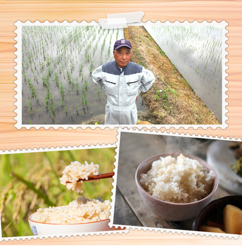 楽天市場】ミルキークイーン 5kg 送料無料特別栽培米 令和5年福井県産