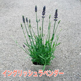 イングリッシュラベンダー 3号ポット苗 苗 癒し 鉢植え 庭植え 寄せ植え 耐寒性 耐暑性 寒さに強い ガーデニング 花苗 苗 ハーブの苗 香り 丈夫 育てやすい おしゃれ ポプリ ドライフラワー 精油 シルバーリーフ 宿根草 ハーブ苗 紫色の花