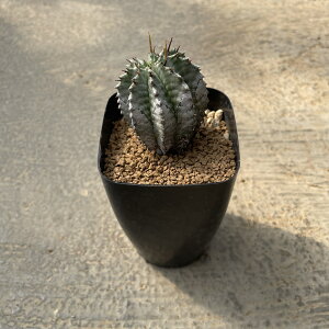 Euphorbia ���[�t�H���r�A �����z���_�@�Ǘ����@�t��2.5���� �򍪐A�� �����A�� �� ����A�� �C���e���A �ϗt�A�� �O���[�� �l�C �v���[���g �M�t�g �������