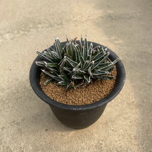 観葉植物 アガベ 笹の雪」の人気商品一覧・価格比較 - 価格.com