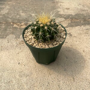 Echinocactus �G�L�m�J�N�^�X �p�[�}�l���g ���� �L���V���` �Ǘ����@�t��2.5���� �T�{�e�� �����A�� �C���e���A �ϗt�A�� �O���[�� �l�C �v���[���g �M�t�g ������� ��Ă₷�� �����ɋ���