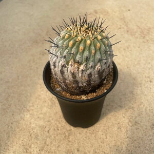 Copiapoa �R�s�A�|�A �R�����i �A���o �Ǘ����@�t��2.5���� �T�{�e�� �� ����A�� ���A ���i ������ �C���e���A �ϗt�A�� �O���[�� �l�C �v���[���g �M�t�g �������