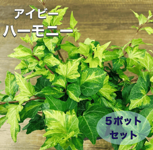 寄せ植え セット 苗」の人気商品一覧・価格比較 - 価格.com