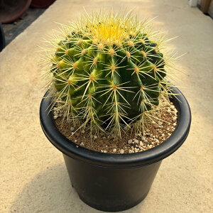 �y���i�̔��zEchinocactus �G�L�m�J�N�^�X ���͋� �L���V���`�j�V�L 7���� �Ǘ����@�t�� �T�{�e�� �����A�� �� ����A�� �R���N�V���� �C���e���A�O���[�� �R�[�f�b�N�X �ϗt�A�� �v���[���g 