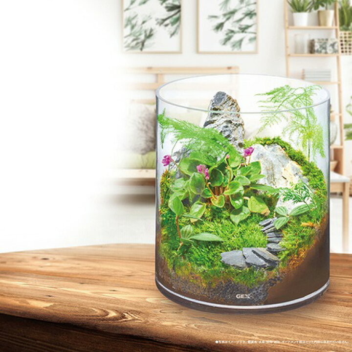 楽天市場 グラスアクアリウム シリンダー 水草インテリア アクアリウム アクアテラリウム テラリウム クリア水槽 小型水槽 おしゃれ Gex ｌｅａｆｓ