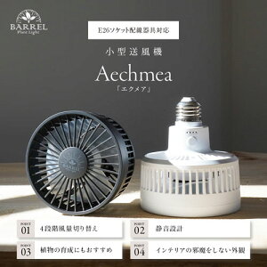 T[L[^[ RpNgyʉǔŁzBARREL(o) Aechmea(GNA) ϗtA A Apt@ ~j@ ^@ Q\h A琬 Vv 