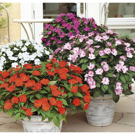 楽天市場 日陰 でも 育つ 花 多年草 カラーパープル の通販 楽天市場 日陰 でも 育つ 花 多年草 カラーパープル の通販