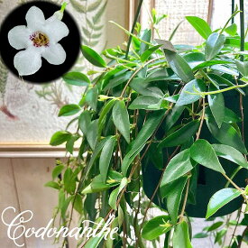 観葉植物 吊り下げ　コドナンテ クラシフォリア 5号吊り鉢(底面給水)　カワイイ 可愛い オシャレ インテリア 室内 育てやすい 初心者