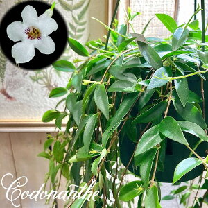 ϗtA ݂艺@Rhie NVtHA 5݂蔫(ʋ)@JCC  IV CeA  Ă₷ S