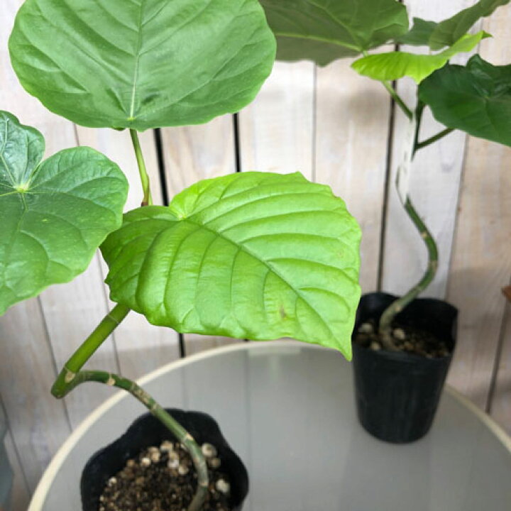 楽天市場 フィカス ウンベラータ 曲がり ４号 観葉植物 インテリア 可愛い オシャレ 育てやすい ｌｅａｆｓ