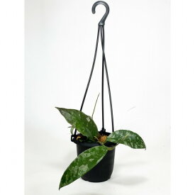 ホヤ(サクララン) カウダータ 3号(個体おまかせ)　カウダタ 観葉植物 レア 珍しい 希少種 インテリア 室内 オシャレ 育てやすい マニア