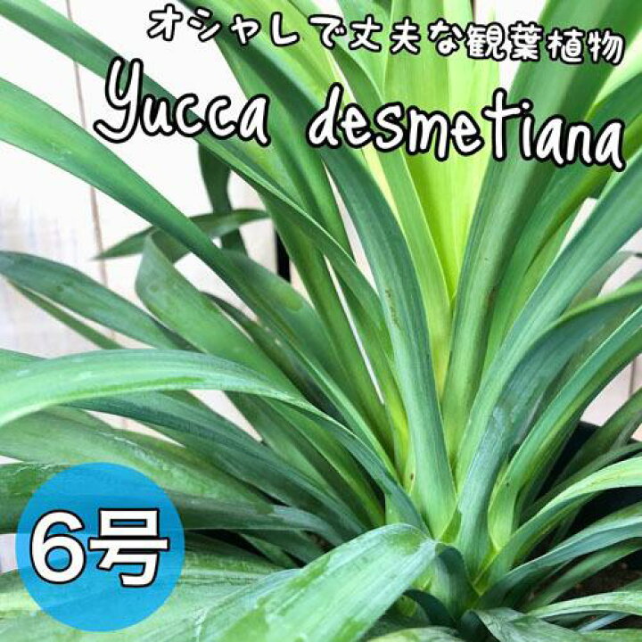 楽天市場 ユッカ デスメティアナ ６号 観葉植物 室内 インテリア 希少 オシャレ ｌｅａｆｓ