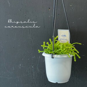 ϗtA ݂艺@vTX ZEXN(PEXN) 3 ݂蔫(܂1)@CeA IV Ă₷ nMO X̃T{e rhipsalis cereuscula