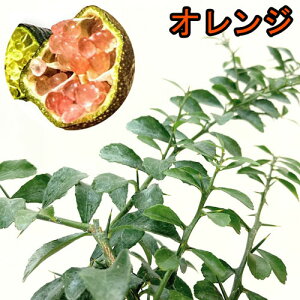 フィンガーライム　橙実系　4.5号(ラベルなし)【果樹苗】【柑橘（カンキツ）】【寒さに強い】【珍しい】【オシャレ】
